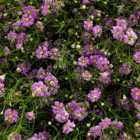 Pink Gypsy, Gypsophila Seeds - Packet image number null